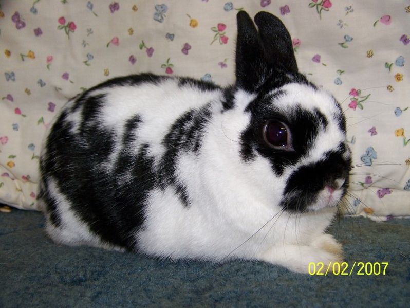 File:Breeds-polish-brokenblack.jpg