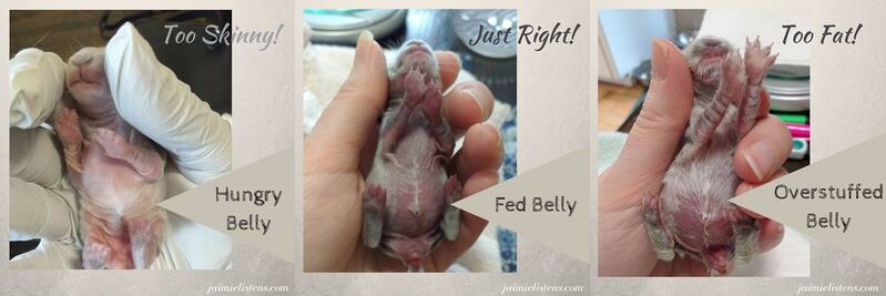 File:JamieListens-baby-fed-comparison.jpg