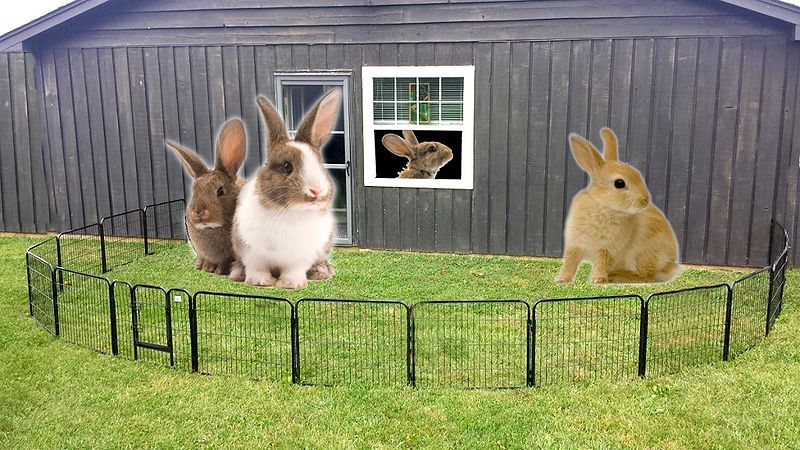File:BestPetXPen1.jpg