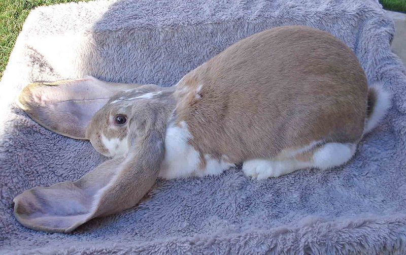 File:Breeds-englishlop-brokencream.jpg