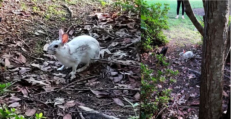 File:CottonTail-ECarpenter.jpg