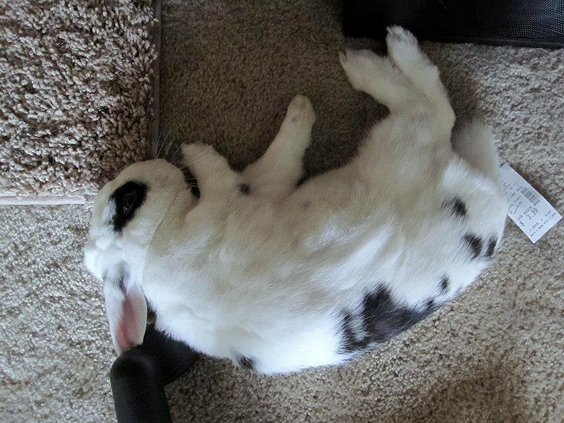 File:Flopped-baobao.jpg