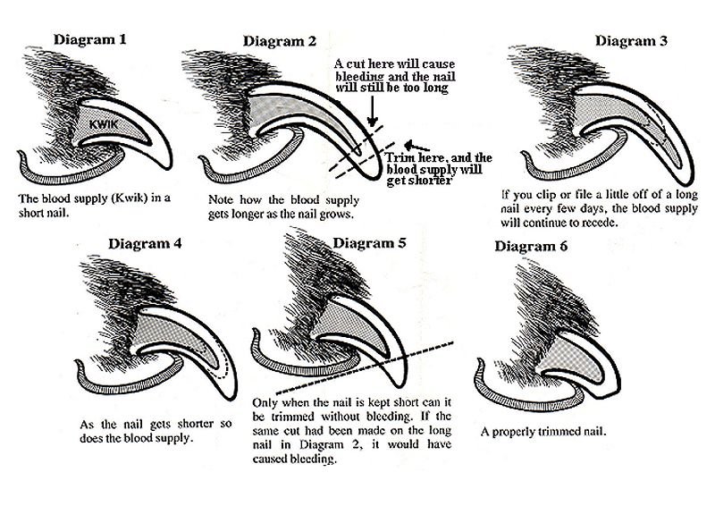 File:Nailclippinggraphic.jpg