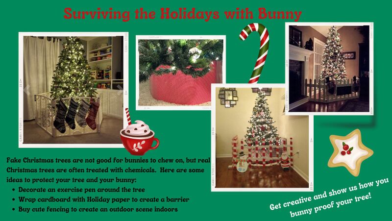 File:OrlandoRabbitCare&AdoptionsSurvivingTheHolidays.jpg