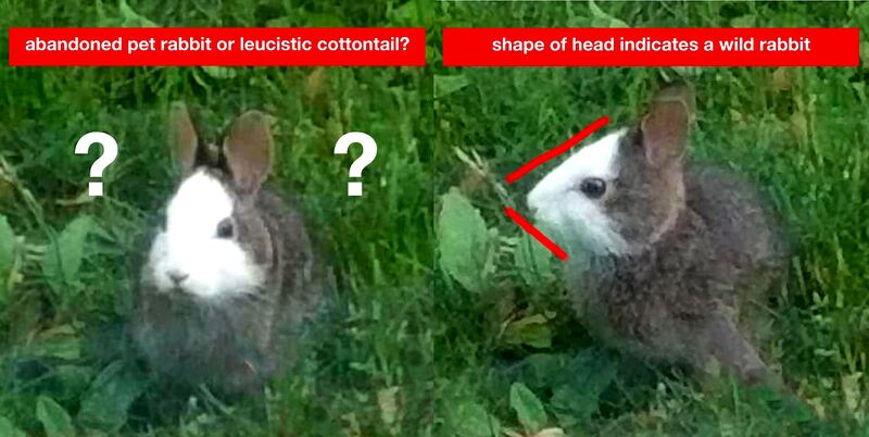File:PetRabbitOrLeucisticCottontail-RedDoor.jpg