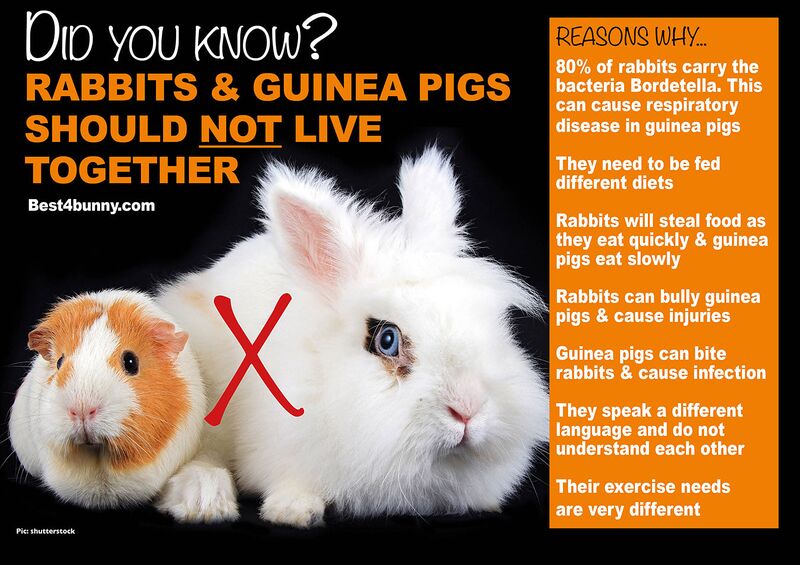 File:PiggiesBest4Bunny.jpg