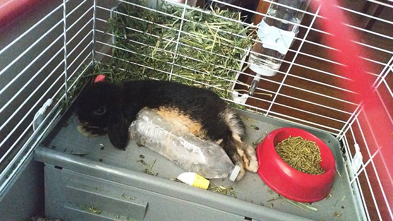 File:RoscoeFrozenWaterBottle1.jpg