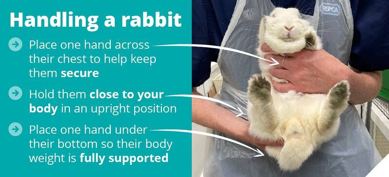 File:RSPCA-Sexing1.jpg
