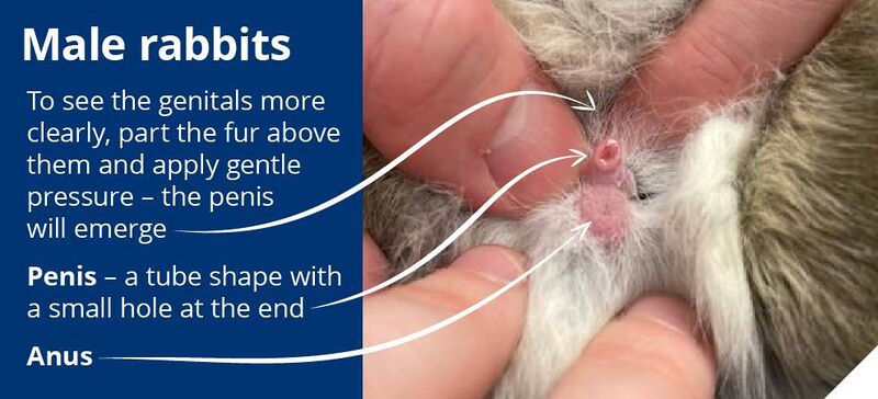 File:RSPCA-Sexing2.jpg