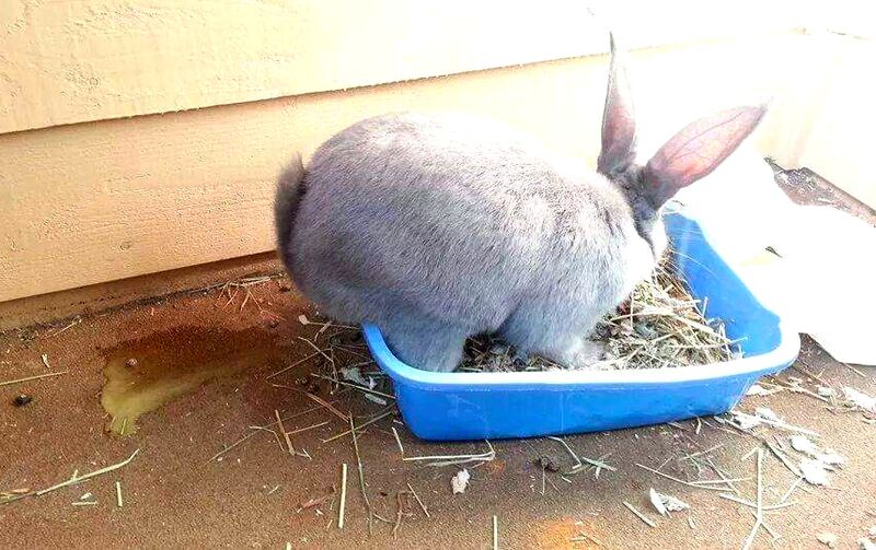 File:SmallLitterBox.jpg