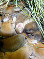 Thumbnail for version as of 12:25, 25 September 2014