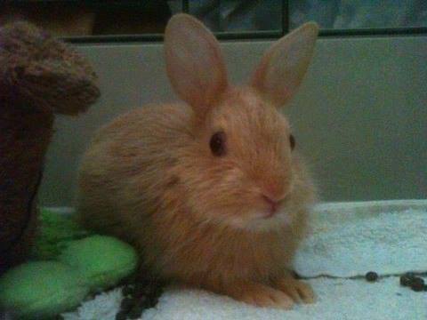 File:BabyRedCottontail.jpg