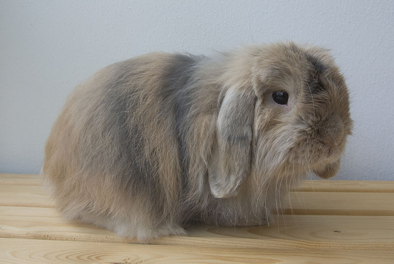 File:Black-japanese-cashmere-lop.jpg