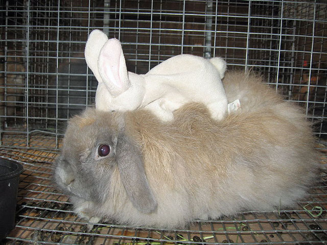 File:Breeds-americanfuzzylop-bluetort.jpg