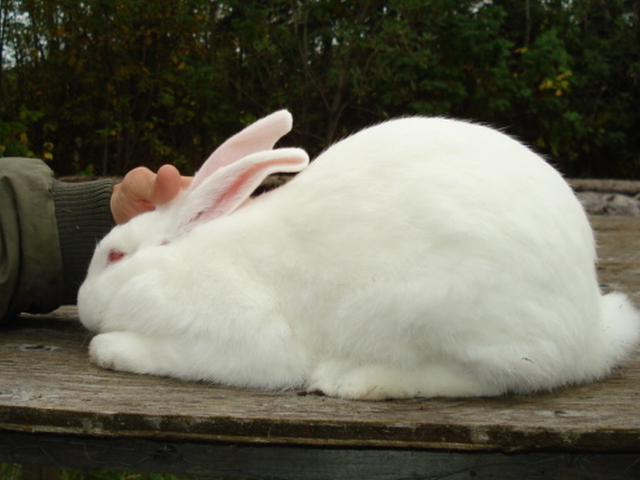 File:Breeds-americanrew.jpg