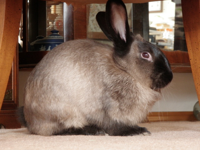 File:Breeds-americansable.jpg