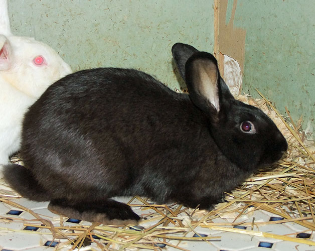 File:Breeds-beveren-black.jpg