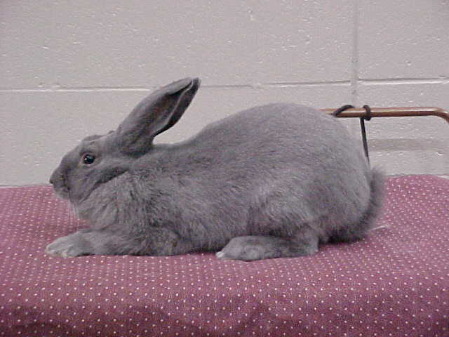 File:Breeds-beveren-blue.jpg
