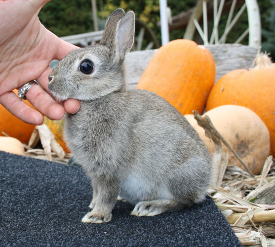 File:Breeds-britanniapetite-chestnut.jpg