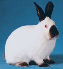 File:Breeds-californian.jpg