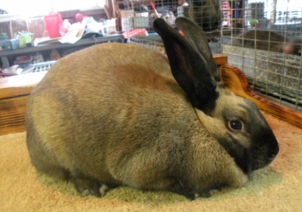 File:Breeds-cinnamon.jpg