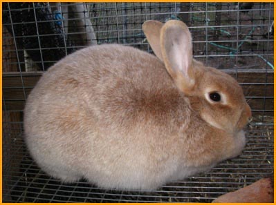 File:Breeds-cremedargent.jpg