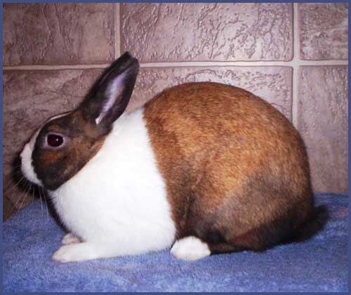 File:Breeds-dutch-tortoise.jpg