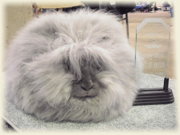 File:Breeds-englishangora-blue.jpg