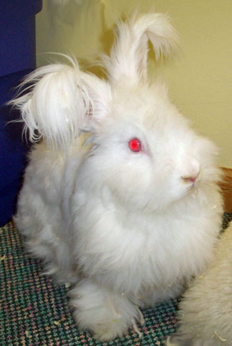File:Breeds-englishangora-rew.jpg