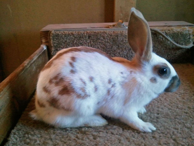File:Breeds-englishspot-tort.jpg