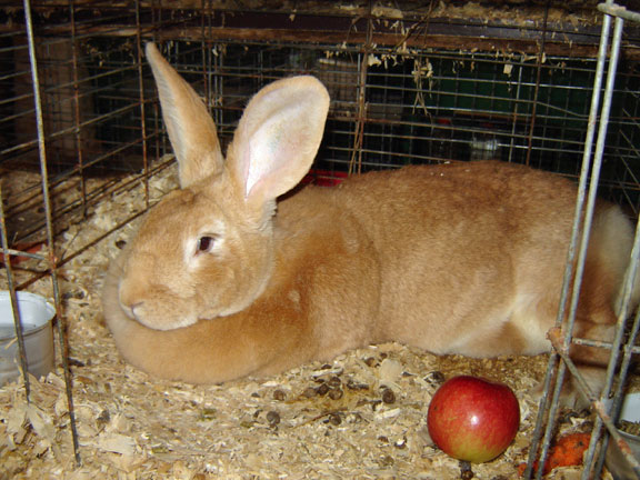 File:Breeds-flemishgiant-fawn.jpg