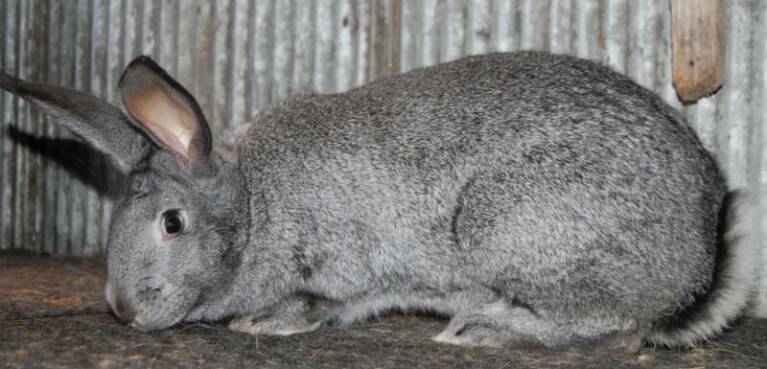 File:Breeds-flemishgiant-steelgray.jpg