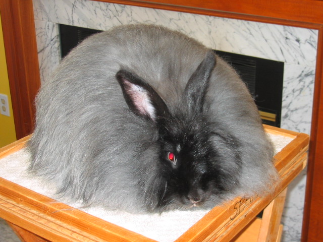 File:Breeds-frenchangora-black.jpg