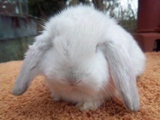 File:Breeds-frenchlop-blackfrostedpearl.jpg