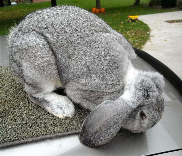 File:Breeds-frenchlop-chinchilla.jpg