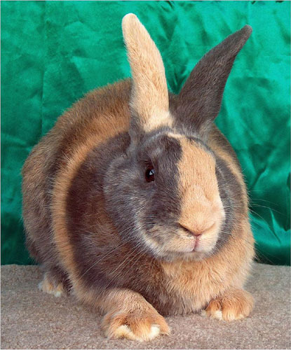File:Breeds-harlequin-bluejapanese.jpg