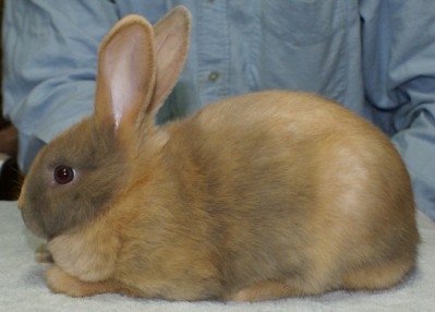 File:Breeds-harlequin-lilacjapanese.jpg