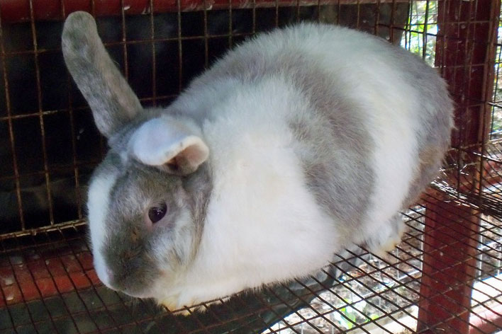 File:Breeds-harlequin-lilacmagpie.jpg