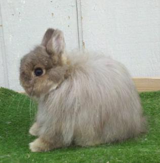 File:Breeds-jerseywooly-opal.jpg