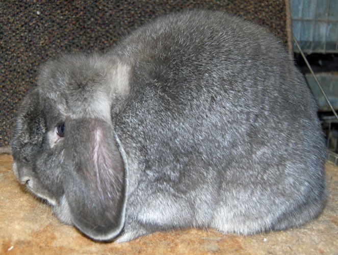 File:Breeds-minilop-squirrel.jpg