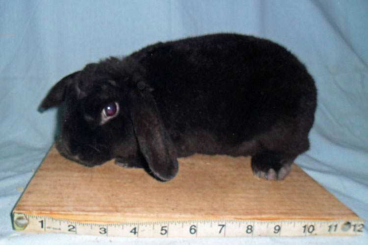 File:Breeds-miniplushlop-black.jpg