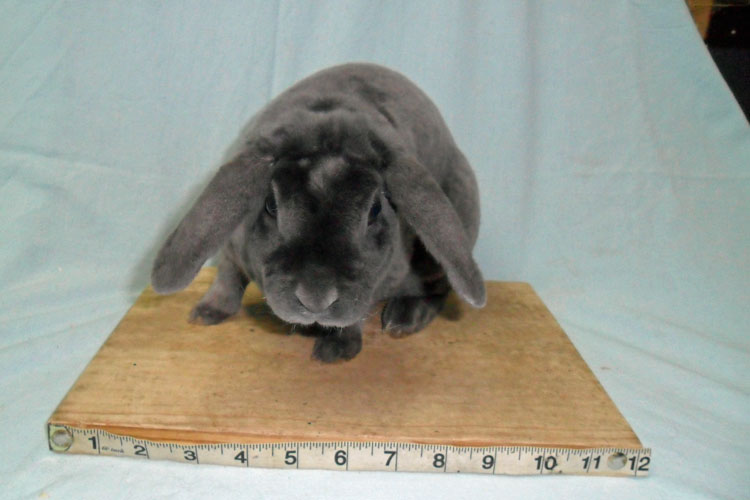File:Breeds-miniplushlop-blue.jpg