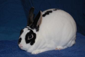 File:Breeds-minirex-brokenblackotter.jpg