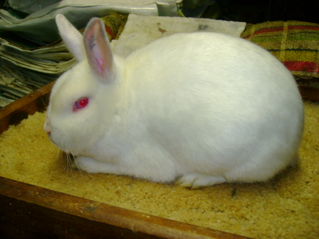 File:Breeds-minisatin-rew.jpg
