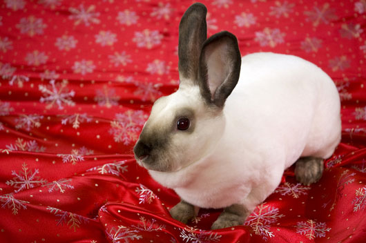 File:Breeds-minisatin-siamese.jpg