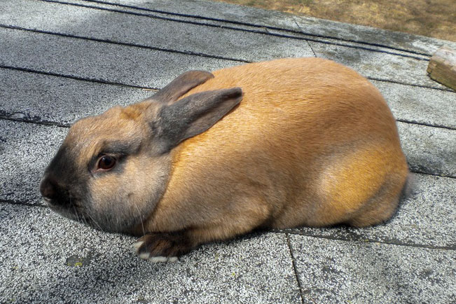 File:Breeds-minisatin-tort.jpg