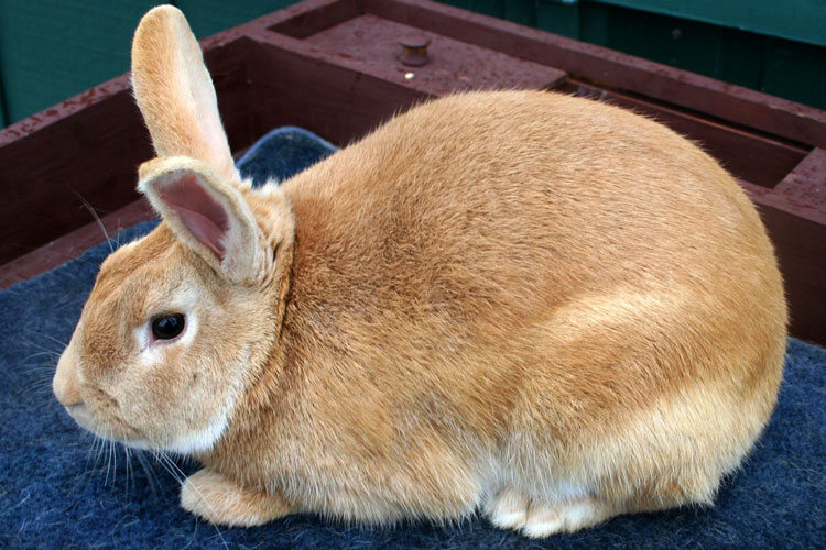File:Breeds-palomino-golden.jpg