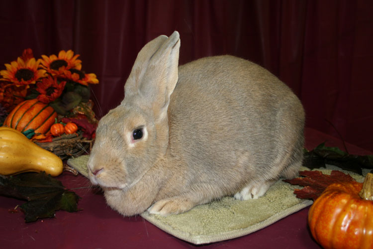 File:Breeds-palomino-lynx.jpg