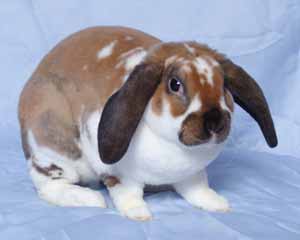 File:Breeds-plushlopuk-tort.jpg