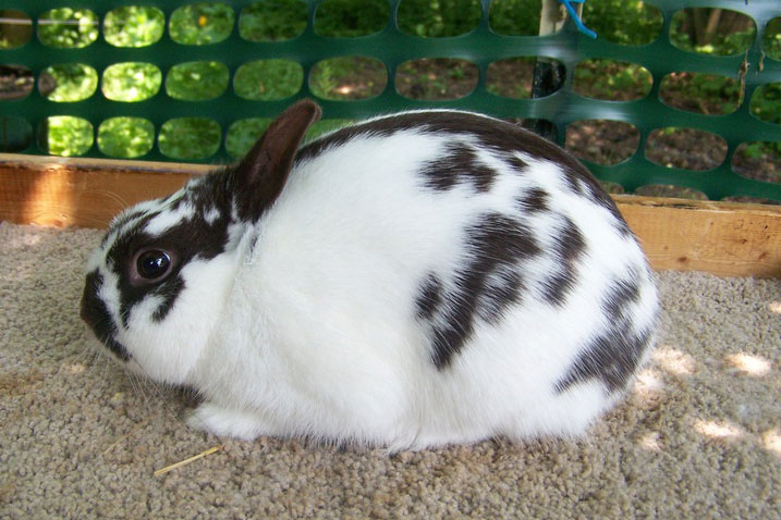 File:Breeds-polish-brokenchocolate.jpg